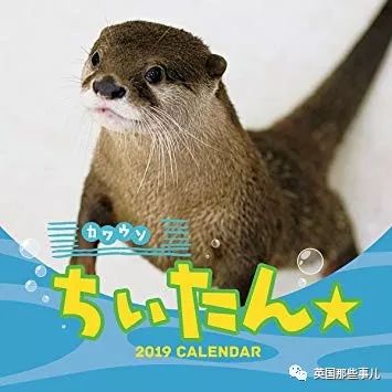 因为花样作死被解雇的吉祥物,卖萌吉祥物