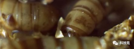 养2万只石蛙投资多少,养石蛙一亩一年能赚多少