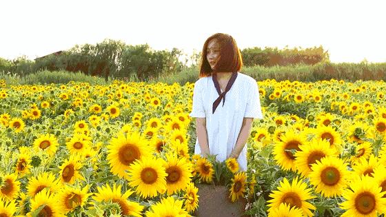 惊艳！花仙子这片向日葵花海盛情绽放！你去看了吗？