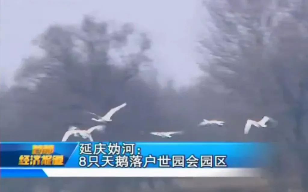 世园会，建设共享的“百花园”｜评论员观察