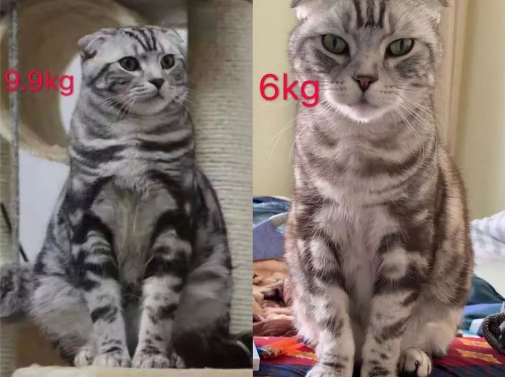 别人家的猫怎么都这么可爱啊,为什么别人的猫都是蠢萌可爱