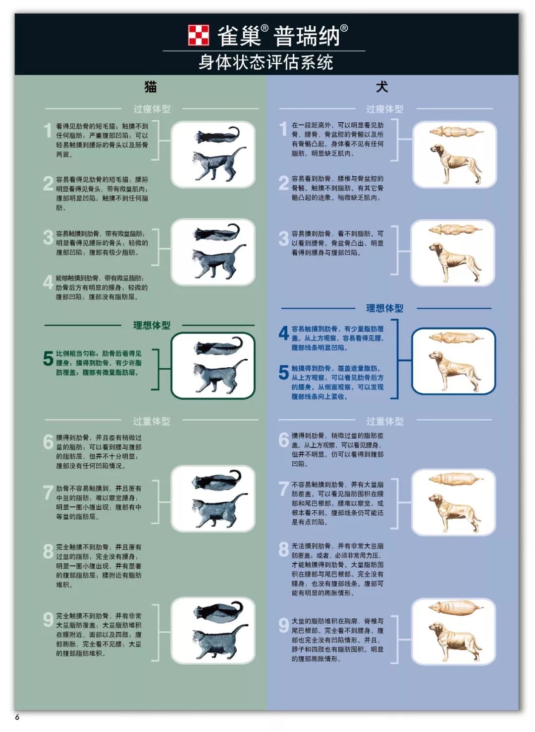 别人家的猫怎么都这么可爱啊,为什么别人的猫都是蠢萌可爱