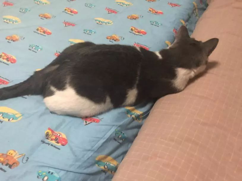 别人家的猫怎么都这么可爱啊,为什么别人的猫都是蠢萌可爱