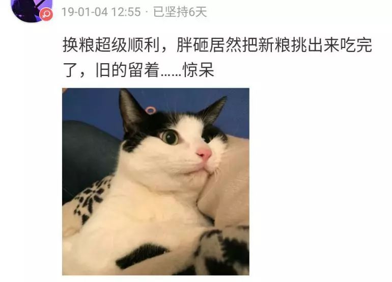 别人家的猫怎么都这么可爱啊,为什么别人的猫都是蠢萌可爱