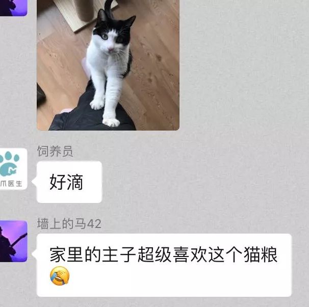 别人家的猫怎么都这么可爱啊,为什么别人的猫都是蠢萌可爱