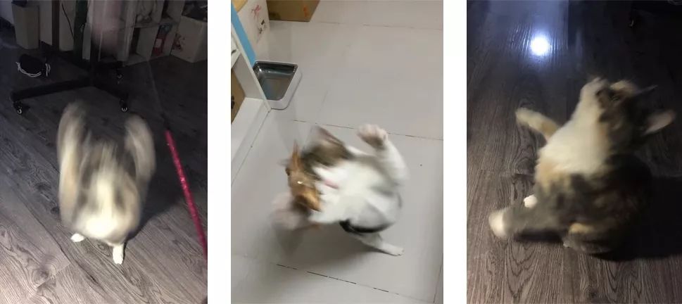 别人家的猫怎么都这么可爱啊,为什么别人的猫都是蠢萌可爱