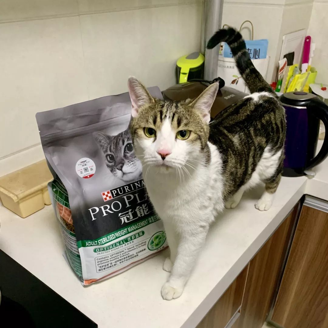 别人家的猫怎么都这么可爱啊,为什么别人的猫都是蠢萌可爱