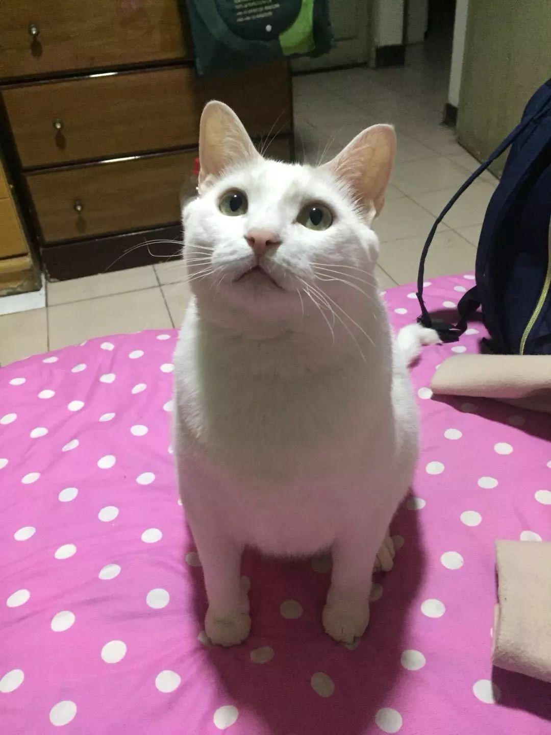 别人家的猫怎么都这么可爱啊,为什么别人的猫都是蠢萌可爱