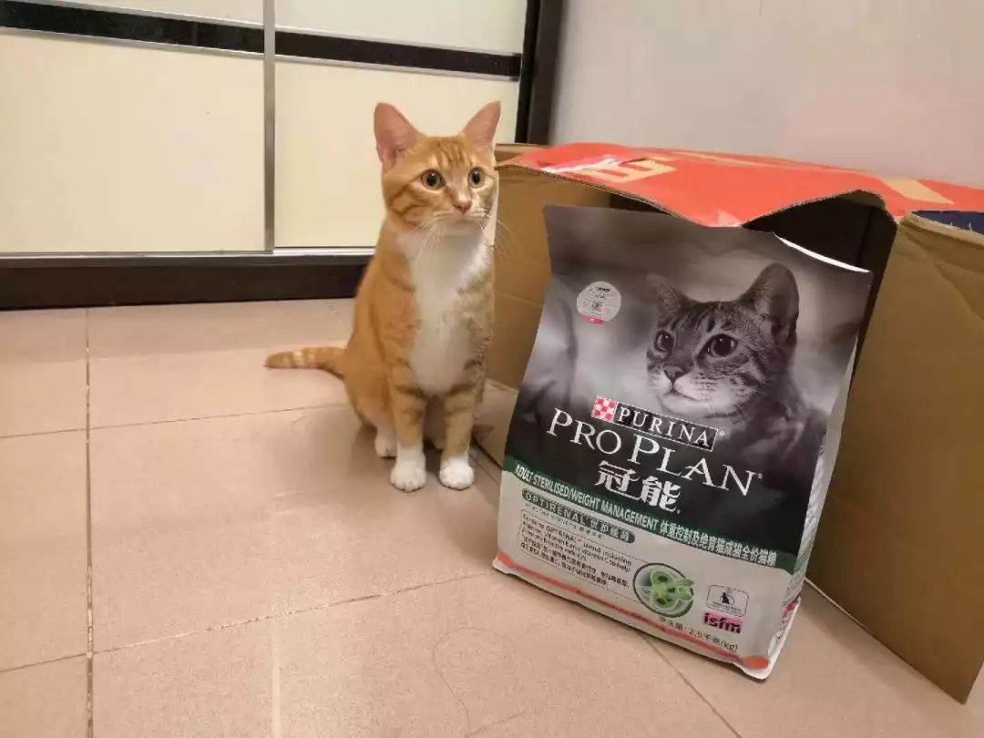 别人家的猫怎么都这么可爱啊,为什么别人的猫都是蠢萌可爱