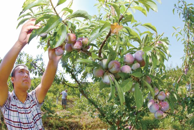 2018年县脱贫攻坚总体思路,安岳2018目标绩效