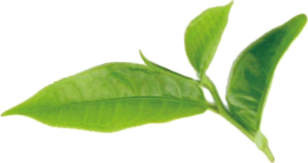 寮犲鐣岀殑绁炲妞嶇墿,寮犲鐣屾爲鍙惰尪