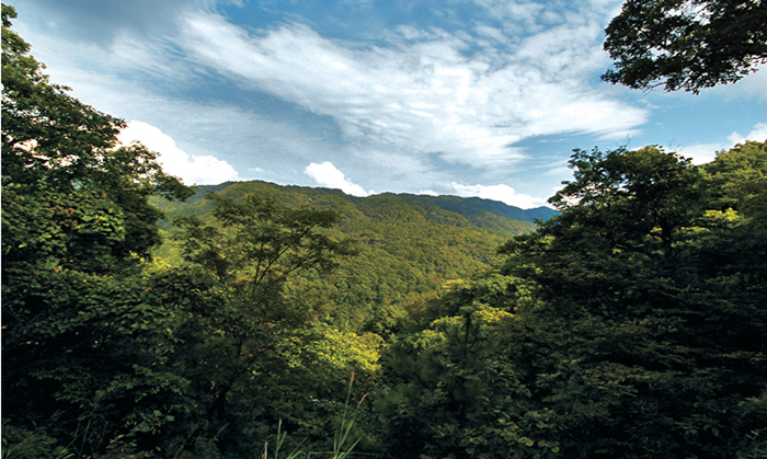 五马林场从“无闻”走向“闻名”的蜕变之路