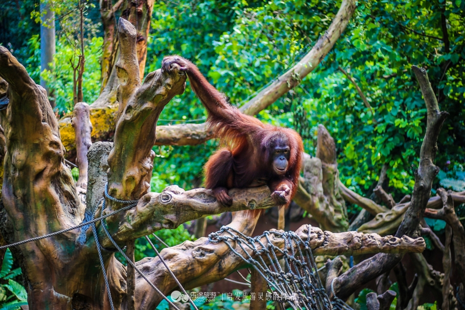 上过综艺的红毛猩猩,红毛猩猩外国综艺