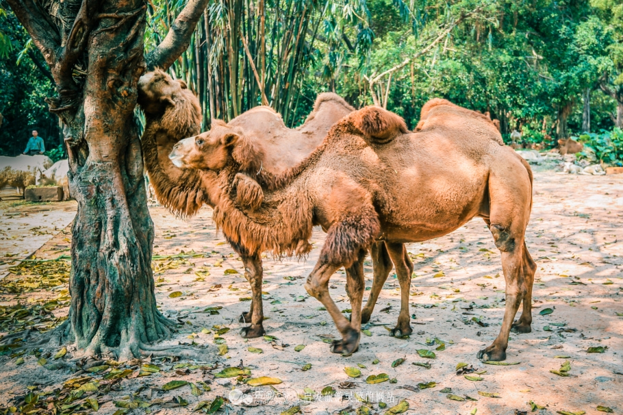 全国最大的动物园旅游攻略排行榜,南通森林野生动物园自驾还是步行