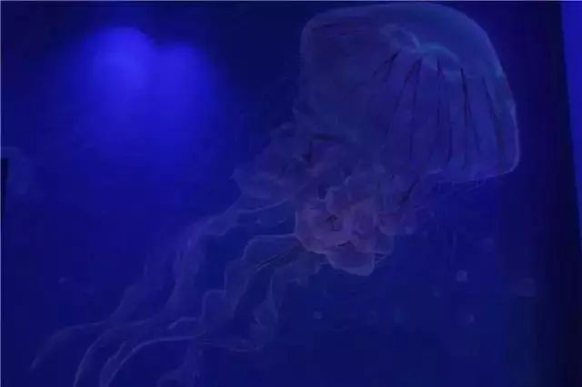 去看美人鱼咯,168元抢极地海洋世界一大一小超值套餐!