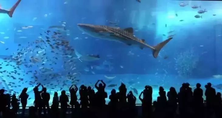 去看美人鱼咯,168元抢极地海洋世界一大一小超值套餐!