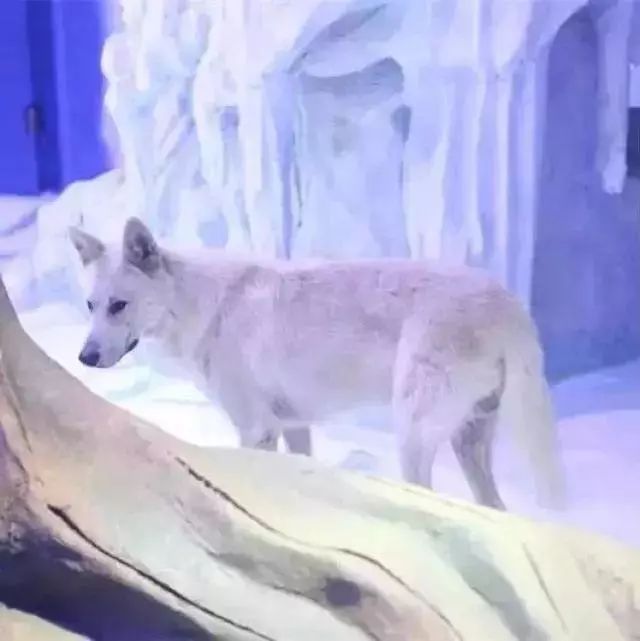 去看美人鱼咯,168元抢极地海洋世界一大一小超值套餐!