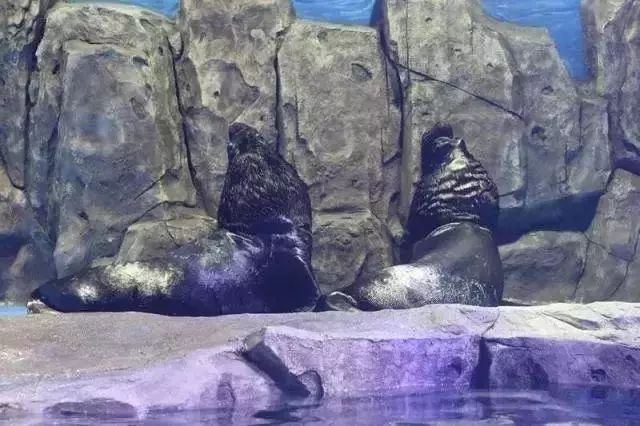 去看美人鱼咯,168元抢极地海洋世界一大一小超值套餐!