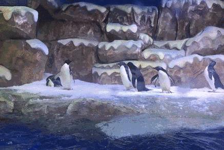 去看美人鱼咯,168元抢极地海洋世界一大一小超值套餐!