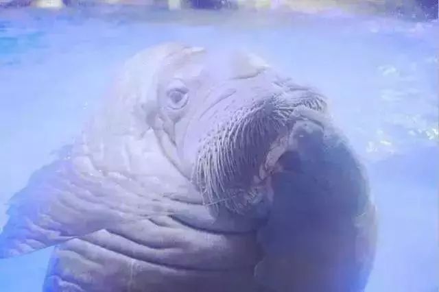 去看美人鱼咯,168元抢极地海洋世界一大一小超值套餐!