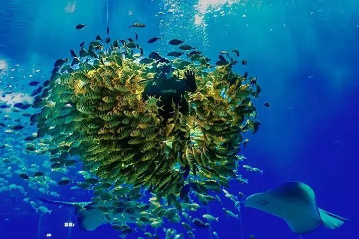 去看美人鱼咯,168元抢极地海洋世界一大一小超值套餐!