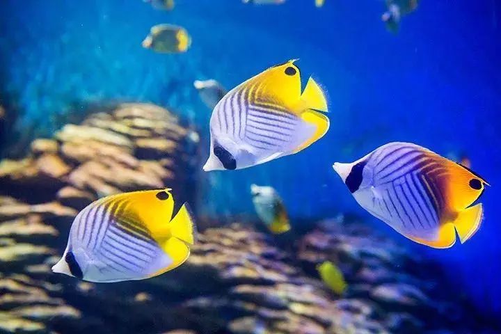 去看美人鱼咯,168元抢极地海洋世界一大一小超值套餐!