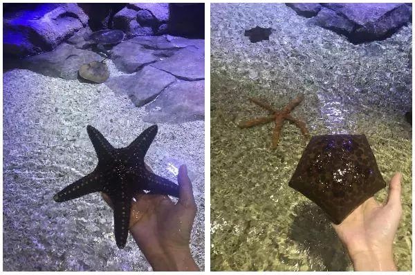 去看美人鱼咯,168元抢极地海洋世界一大一小超值套餐!