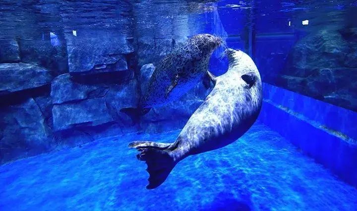 去看美人鱼咯，168元抢极地海洋世界一大一小超值套餐！