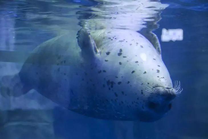 去看美人鱼咯,168元抢极地海洋世界一大一小超值套餐!