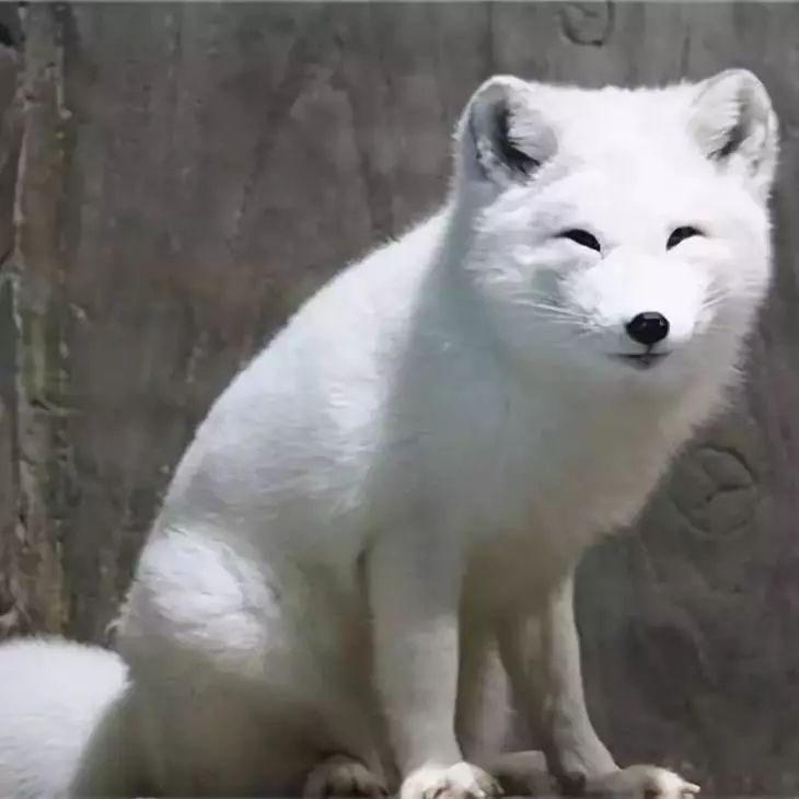 去看美人鱼咯，168元抢极地海洋世界一大一小超值套餐！