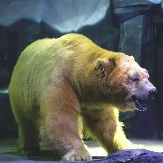 去看美人鱼咯，168元抢极地海洋世界一大一小超值套餐！