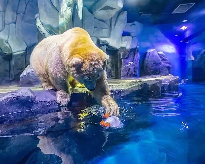 去看美人鱼咯,168元抢极地海洋世界一大一小超值套餐!