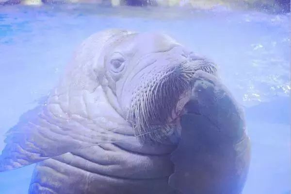 去看美人鱼咯,168元抢极地海洋世界一大一小超值套餐!