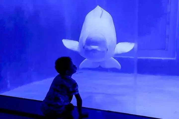 去看美人鱼咯,168元抢极地海洋世界一大一小超值套餐!