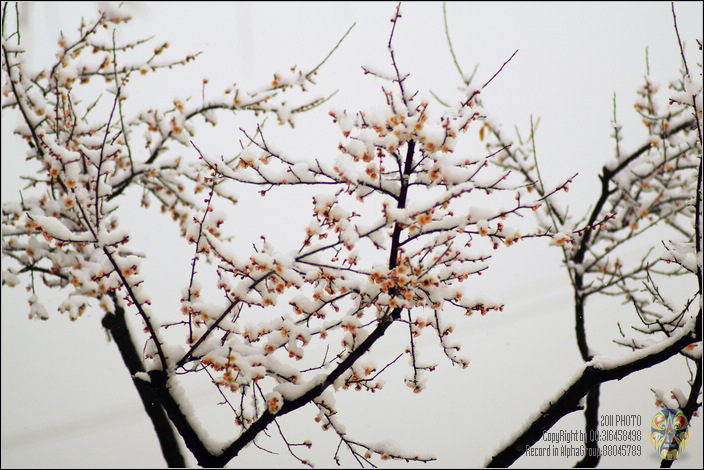 黄河入海口诗歌朗诵,黄河三角洲朗诵