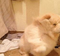 高温天气怎么让狗狗避暑,高温天气如何给狗狗降温