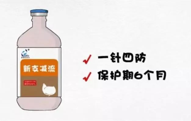 为什么养殖人喜欢用通威,普莱柯猪瘟疫苗免疫期