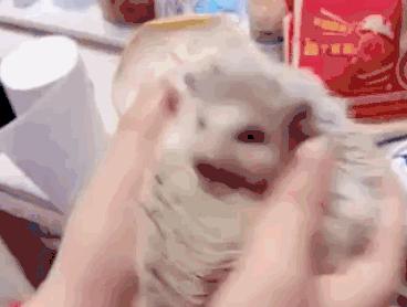 揭秘闲鱼月入过万的技巧,如何通过闲鱼挣钱