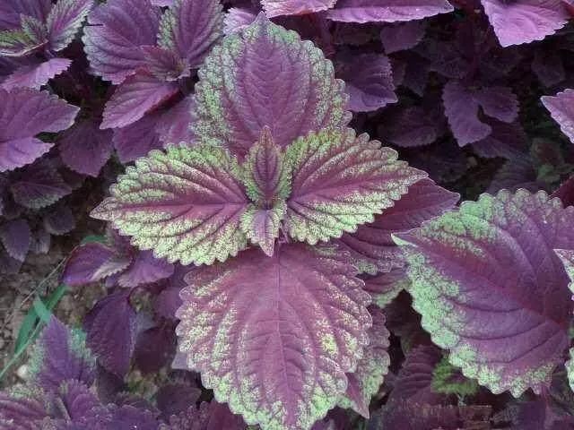 各地食用油品种,最好的食用油品种有几种