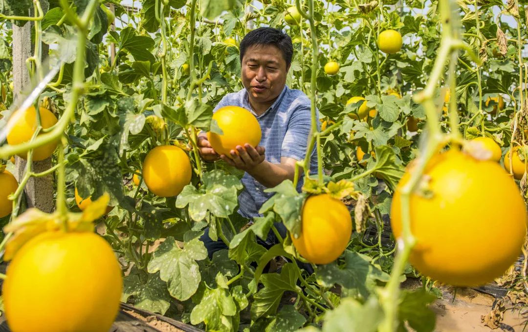 这些食品谣言你都中招了吗,农产品被谣言中伤怎么办