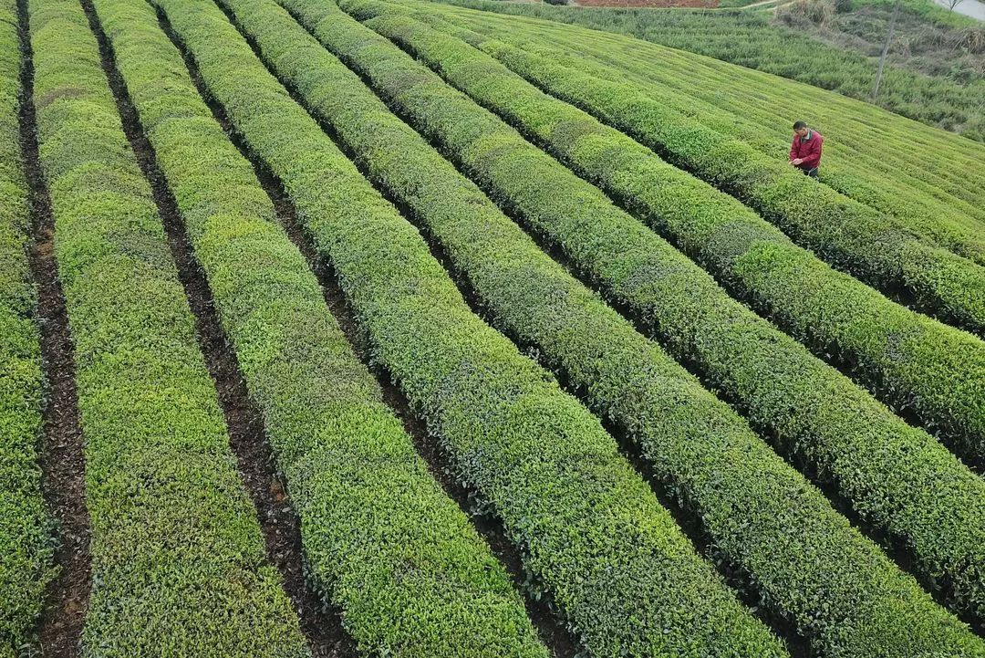 这些食品谣言你都中招了吗,农产品被谣言中伤怎么办