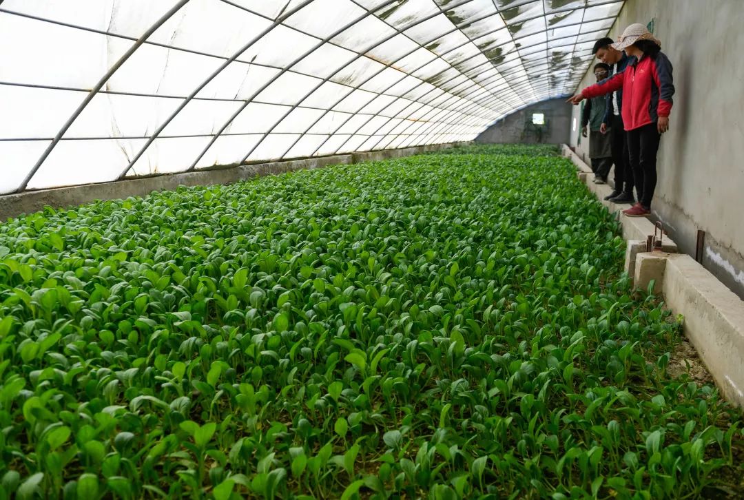 这些食品谣言你都中招了吗,农产品被谣言中伤怎么办