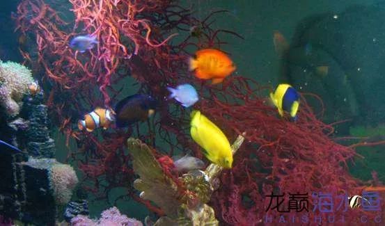 阿凡达神仙鱼的饲养方法,野生埃及神仙鱼饲养条件