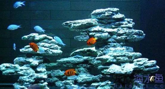 阿凡达神仙鱼的饲养方法,野生埃及神仙鱼饲养条件