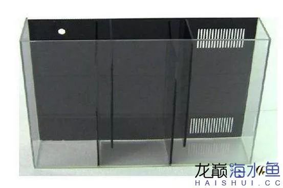 阿凡达神仙鱼的饲养方法,野生埃及神仙鱼饲养条件