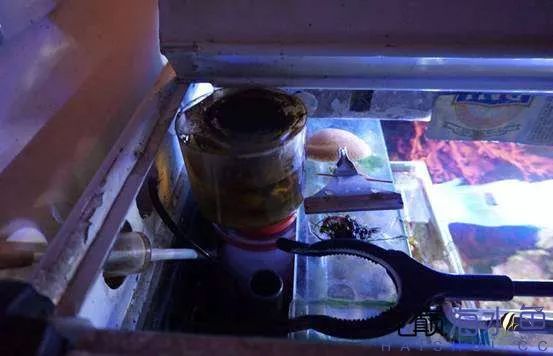 阿凡达神仙鱼的饲养方法,野生埃及神仙鱼饲养条件