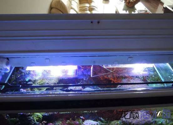 阿凡达神仙鱼的饲养方法,野生埃及神仙鱼饲养条件