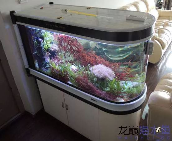 阿凡达神仙鱼的饲养方法,野生埃及神仙鱼饲养条件