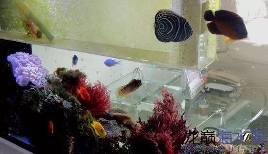 阿凡达神仙鱼的饲养方法,野生埃及神仙鱼饲养条件