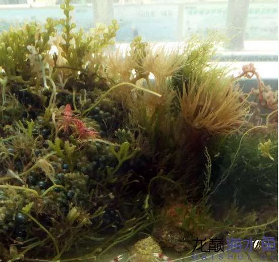 阿凡达神仙鱼的饲养方法,野生埃及神仙鱼饲养条件